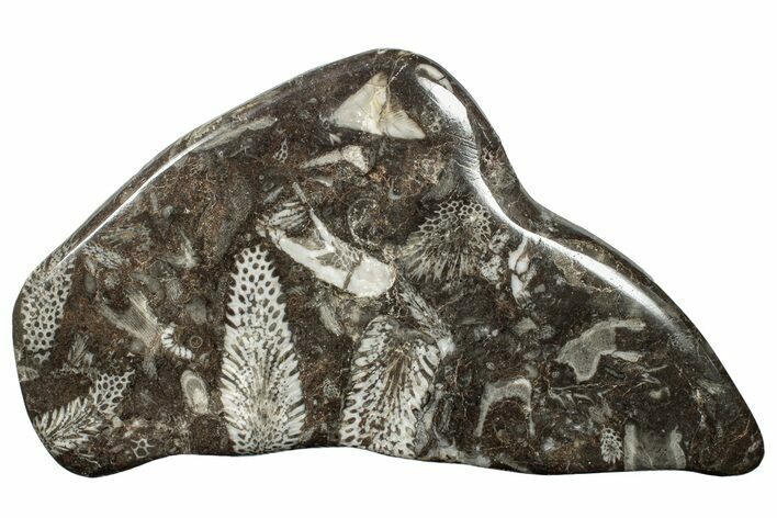 Polished Devonian Fossil Coral and Bryozoan Plate - Morocco #255597
